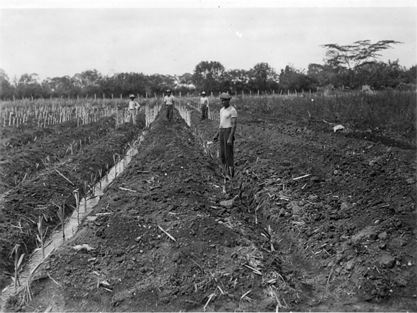 El 'Internet' de alambre de espino que usaron los agricultores en el siglo  XIX